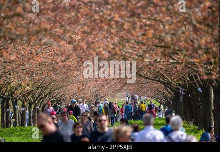 Teltow, Allemagne. 22nd avril 2023. De nombreuses poussettes marchent sous les cerisiers dans la rue TV Asahi Cherry Blossom par temps ensoleillé. Credit: Monika Skolimowska/dpa/Alay Live News Banque D'Images