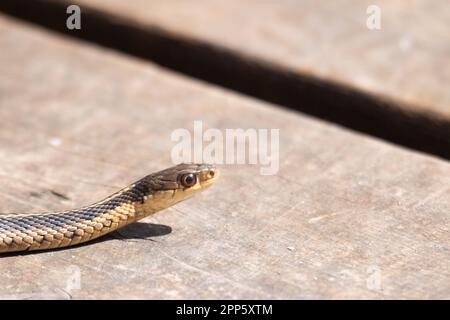 Un jeune serpent à jarretière émerge de sa tête au début du printemps au Canada Banque D'Images