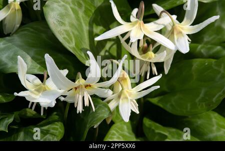 L'Erythronium californicum 'White Beauty' Banque D'Images