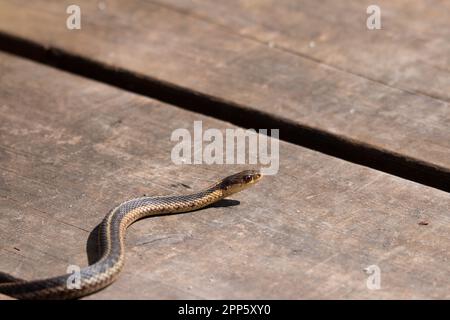 Un jeune serpent à jarretière émerge de sa tête au début du printemps au Canada Banque D'Images