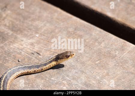 Un jeune serpent à jarretière émerge de sa tête au début du printemps au Canada Banque D'Images