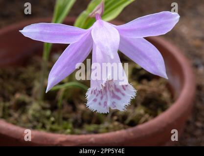 Pleione Alishan gx « la journée des autres » Banque D'Images