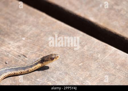 Un jeune serpent à jarretière émerge de sa tête au début du printemps au Canada Banque D'Images