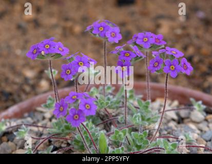 Androsace villosa var jacquemontii à fleurs lilas Banque D'Images