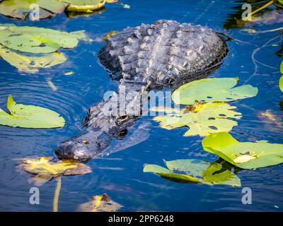 Alligator américain dans l'eau avec Lily Pads sur la piste Anhinga dans la région de Royal Palm du parc national des Everglades, dans le sud de la Floride des États-Unis Banque D'Images