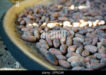 Fèves de cacao rôties sur une plaque d'argile comale traditionnelle au Guatemala Banque D'Images