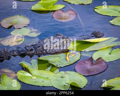 Alligator américain dans l'eau avec Lily Pads sur la piste Anhinga dans la région de Royal Palm du parc national des Everglades, dans le sud de la Floride des États-Unis Banque D'Images