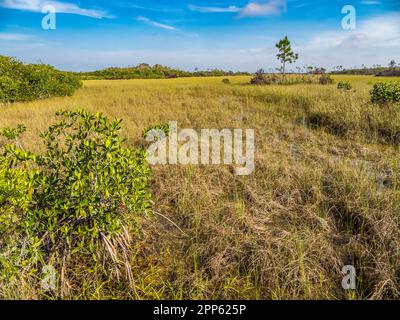 Prairie Sawgrass dans la région de Mahogany Hammock, dans le parc national des Everglades, dans le sud de la Floride, aux États-Unis Banque D'Images