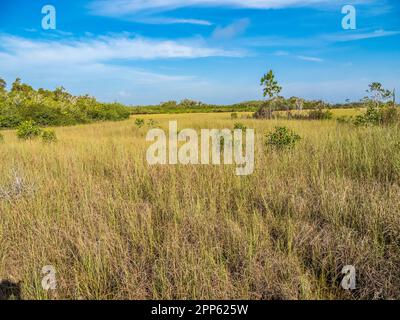 Prairie Sawgrass dans la région de Mahogany Hammock, dans le parc national des Everglades, dans le sud de la Floride, aux États-Unis Banque D'Images