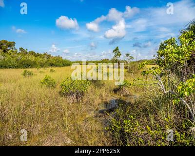 Prairie Sawgrass dans la région de Mahogany Hammock, dans le parc national des Everglades, dans le sud de la Floride, aux États-Unis Banque D'Images