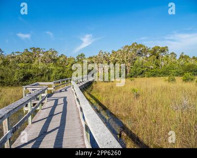 Promenade dans la région de Mahogany Hammock, dans le parc national des Everglades, dans le sud de la Floride, aux États-Unis Banque D'Images