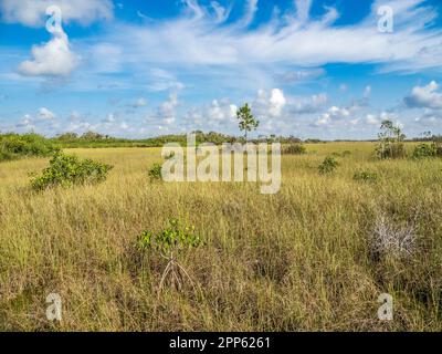 Prairie Sawgrass dans la région de Mahogany Hammock, dans le parc national des Everglades, dans le sud de la Floride, aux États-Unis Banque D'Images