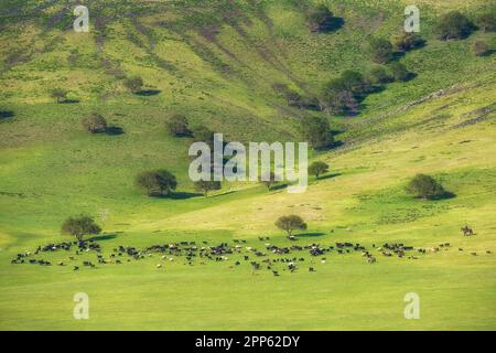 Un berger sur un cheval grace un troupeau de moutons et de chèvres sur un flanc de montagne vert au printemps. Beau paysage rural. Banque D'Images