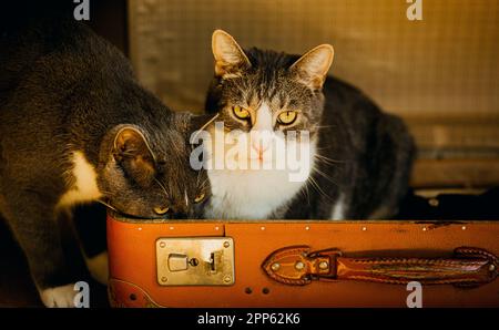 La photo montre deux chats assis dans une valise ouverte au sol d'une chambre. Ils regardent attentivement la caméra et leurs expressions faciales regardent curi Banque D'Images