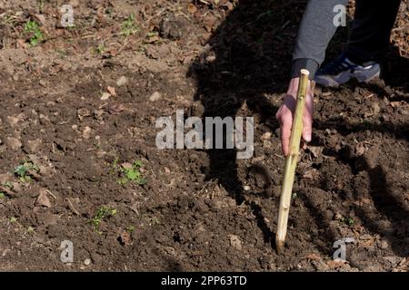 Une main de mans fait un trou dans le sol à l'aide d'un outil en bois primitif, dans lequel un légume va être planté Banque D'Images