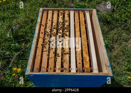 Vue d'en haut d'une ruche Dadant Blat ouverte avec huit cadres et un panneau de séparation, avec quelques abeilles sur les vols de fourragent Banque D'Images