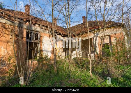 Un ancien bâtiment s'écroule lentement par lui-même, surcultivé avec des buissons et des criquets lors d'une journée de printemps ensoleillée. Le bâtiment est fait de briques Banque D'Images