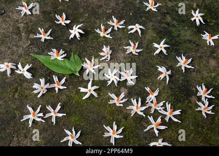 Nyctanthes arbor-tristis, le jasmin à floraison nocturne ou Parijat ou hengra bubar ou Shiuli est une espèce de Nyctanthes. Fleurs de nuit Parijat ou Harshri Banque D'Images