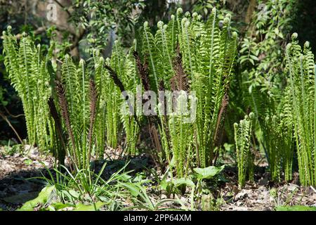 Nouveaux frondes de printemps et croziers de shuttlecock ou de poutrelle d'autruche Matteuccia Struthiopteris dans le jardin du Royaume-Uni avril Banque D'Images