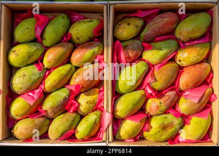 Fruits de mangue crus sur le marché de rue en Égypte. Banque D'Images