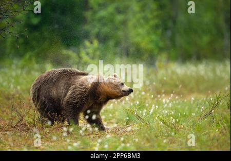 Gros plan de l'ours brun eurasien secouant de l'eau après la pluie dans une forêt, Finlande. Banque D'Images