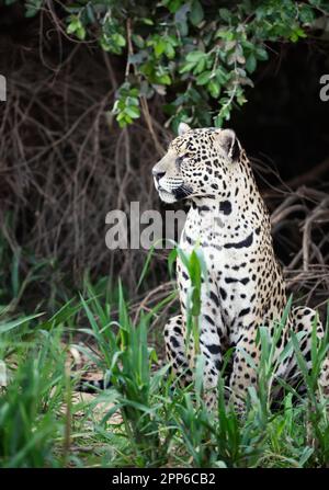 Gros plan d'une Jaguar sur une rive de rivière dans un habitat naturel, Pantanal, Brésil. Banque D'Images