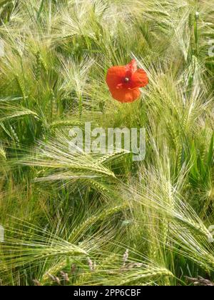 Single Poppy Blossom. Banque D'Images