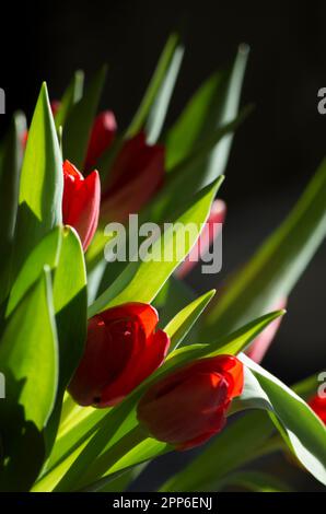 Tulipe rouge Banque D'Images