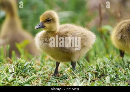 Adorable adorable petite OIE Gosling assis sur l'herbe verte dans un parc manger avec un beau vert coloré lisse flou arrière-plan Banque D'Images