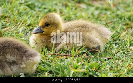 Adorable adorable petite OIE Gosling assis sur l'herbe verte dans un parc manger avec un beau vert coloré lisse flou arrière-plan Banque D'Images