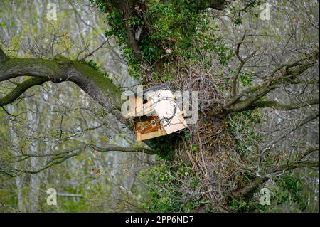 Un hibou en bois mal érigé niche dans un grand arbre sur le bord d'un champ. Banque D'Images