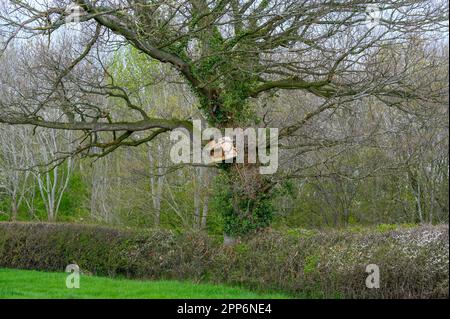 Un hibou en bois mal érigé niche dans un grand arbre sur le bord d'un champ. Banque D'Images