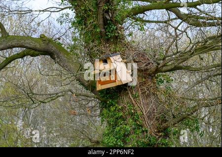 Un hibou en bois mal érigé niche dans un grand arbre sur le bord d'un champ. Banque D'Images