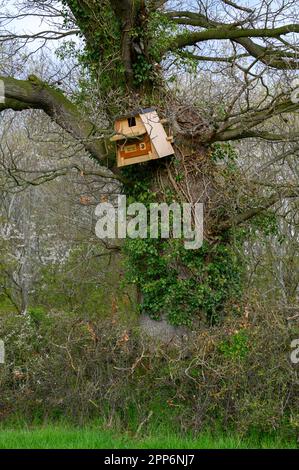 Un hibou en bois mal érigé niche dans un grand arbre sur le bord d'un champ. Banque D'Images