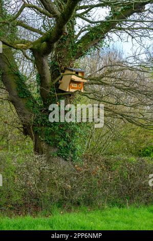 Un hibou en bois mal érigé niche dans un grand arbre sur le bord d'un champ. Banque D'Images