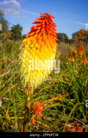 Pinhole Photography Flowers Series.New, Age-Defeing, digital age, lensless, stand-out, image haute résolution, à trous de serrure de torche, à boutons Banque D'Images