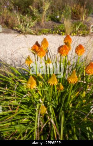 Pinhole Photography Flowers Series.New, Age-Defeing, digital age, lensless, stand-out, image haute résolution, à trous de serrure de torche, à boutons Banque D'Images