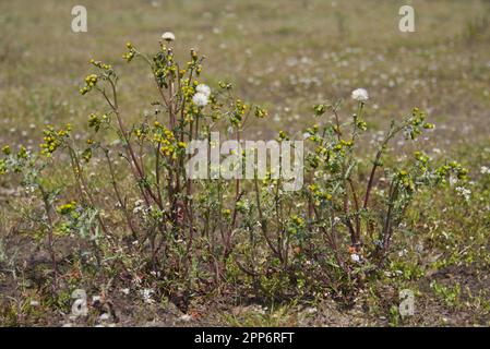 Senecio vulgaris, également connu sous le nom de Groundsel et Old-man-in-the-Spring, une mauvaise herbe avec des fleurs jaunes sur un champ agricole Banque D'Images