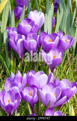 Crocus ou crocus (crocus vernus), gros plan de grappes de fleurs violettes qui poussent parmi les jonquilles dans un parc local. Banque D'Images