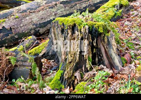 Gros plan sur une souche d'arbre recouverte de mousse ancienne, le bois s'éloigne lentement dans le plancher de la forêt. Banque D'Images