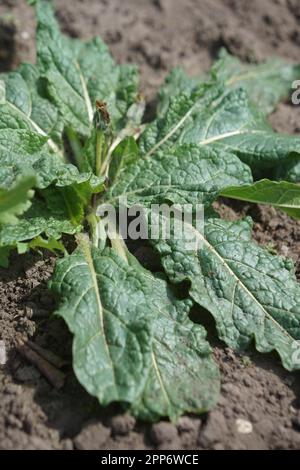 AlrauneMandrake dans le jardin d'herbes Banque D'Images