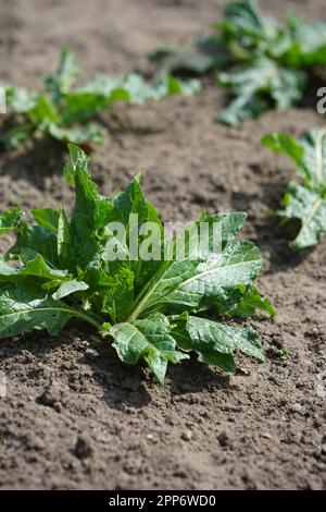 AlrauneMandrake dans le jardin d'herbes Banque D'Images