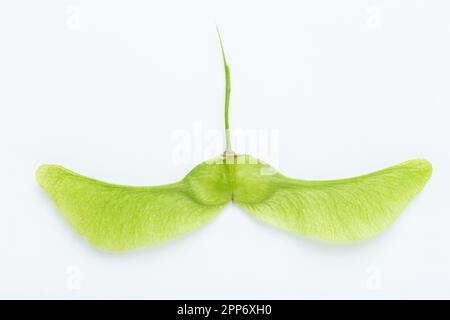 Feuillage de lionfishs vert érable sur fond blanc. La texture de la floraison est clairement visible Banque D'Images