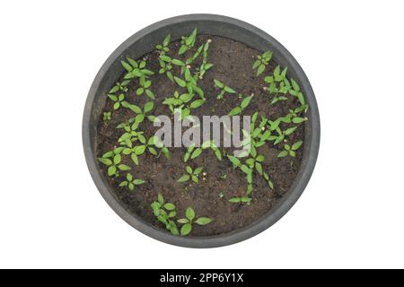 Vue en hauteur des pousses de Chili nouvellement apparues qui grandissent dans un pot en plastique, le fond isolé Banque D'Images