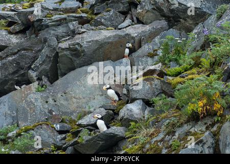 Puffins à cornes sur une rookerie rocheuse à Emerald Cove dans le parc national Kenai Fjords près de Seward, en Alaska. Les macareux ne peuvent être trouvés sur terre que lorsqu'ils nichent dans des colonies et passent le reste de leur vie en mer. Banque D'Images