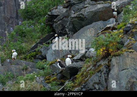 Puffins à cornes sur une rookerie rocheuse à Emerald Cove dans le parc national Kenai Fjords près de Seward, en Alaska. Les macareux ne peuvent être trouvés sur terre que lorsqu'ils nichent dans des colonies et passent le reste de leur vie en mer. Banque D'Images