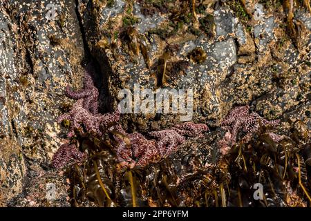 Un groupe d'étoiles de mer ocre s'accrochent au bord d'une île rocheuse à marée basse le long de la baie d'Aialik, dans le parc national Kenai Fjords près de Seward, en Alaska. Banque D'Images