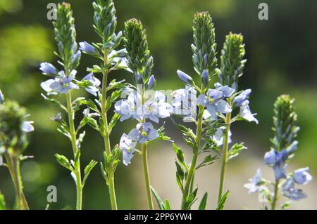 Au printemps, Veronica prostrata fleurit dans la nature parmi les graminées Banque D'Images