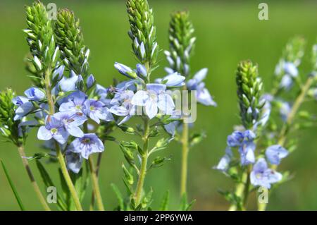 Au printemps, Veronica prostrata fleurit dans la nature parmi les graminées Banque D'Images