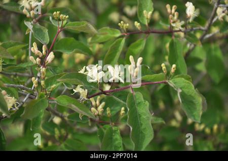 Le chèvrefeuille (Lonicera) fleurit dans la nature au printemps Banque D'Images